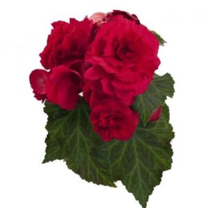 Begonia Nonstop Deep Rose