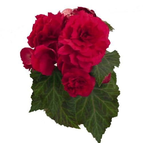Begonia Nonstop Deep Rose
