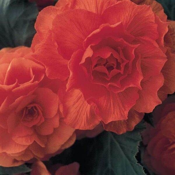 Begonia Nonstop Orange