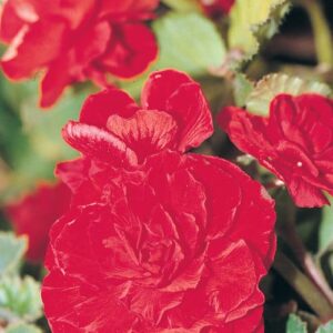 Begonia Nonstop Rouge