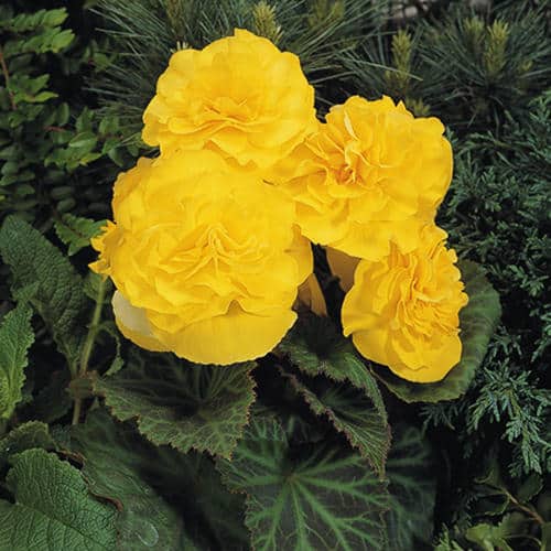 Begonia Nonstop Yellow